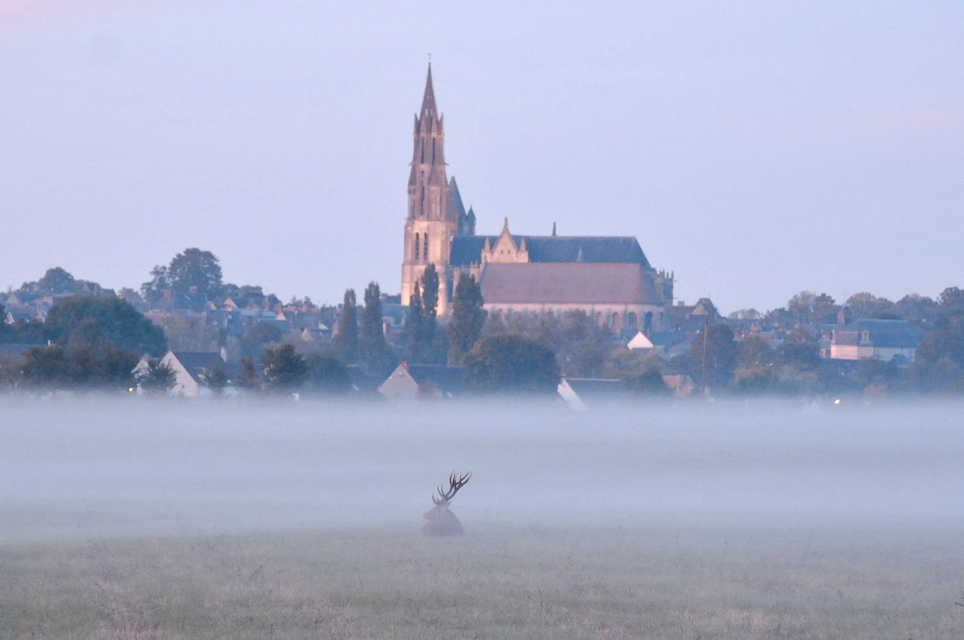 Un cerf dans la brume devant la cathédrale et la ville de Senlis au petit matin